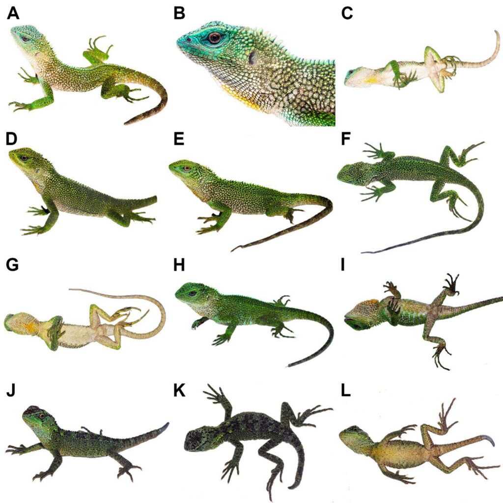 Enyalioides_cyanocephalus (foto Axel Marchelie).