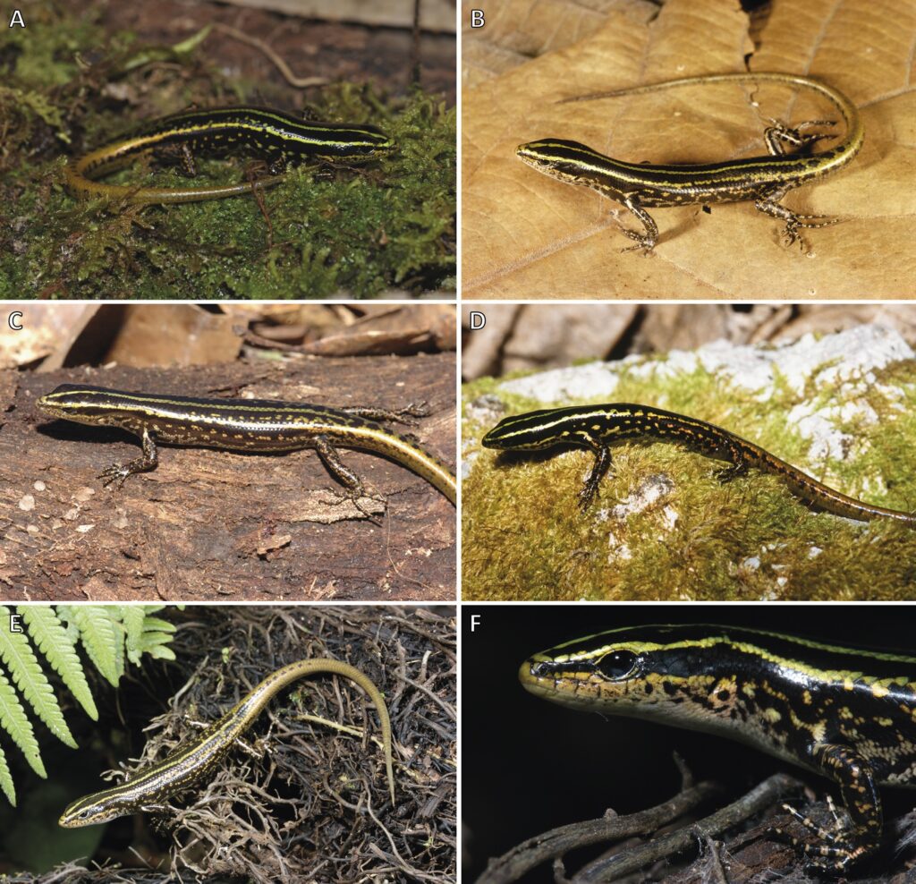 Fotos en vida de Papuascincus Eldorado. Imagen A de Paul M. Oliver, imagen B de Allen Allison, imágenes C y D de Stephen J. Richards, imágenes E y F de Mark O'Shea.