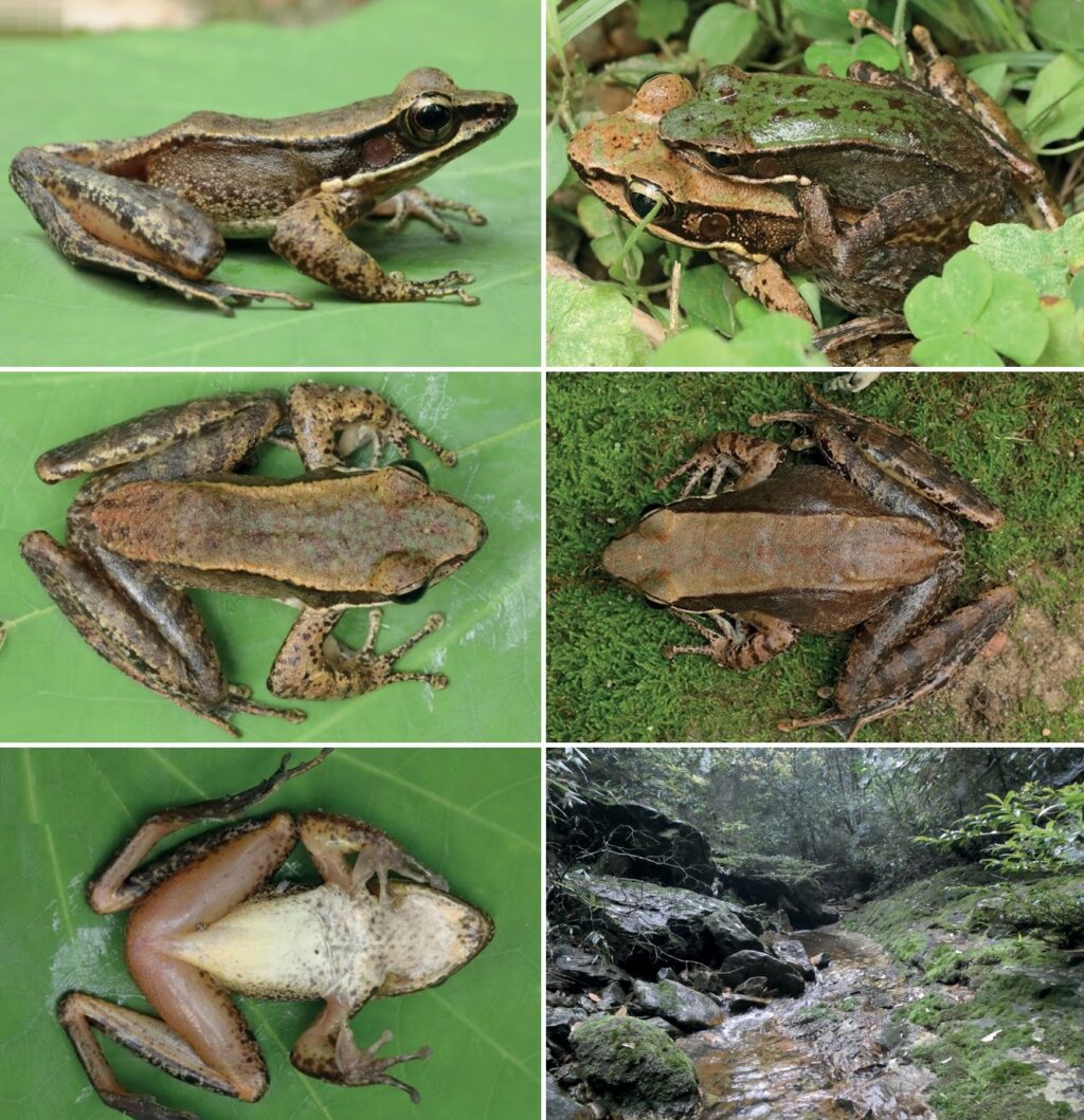 Odorrana_damingshanensis----Chen_Mo_Lin_Qin