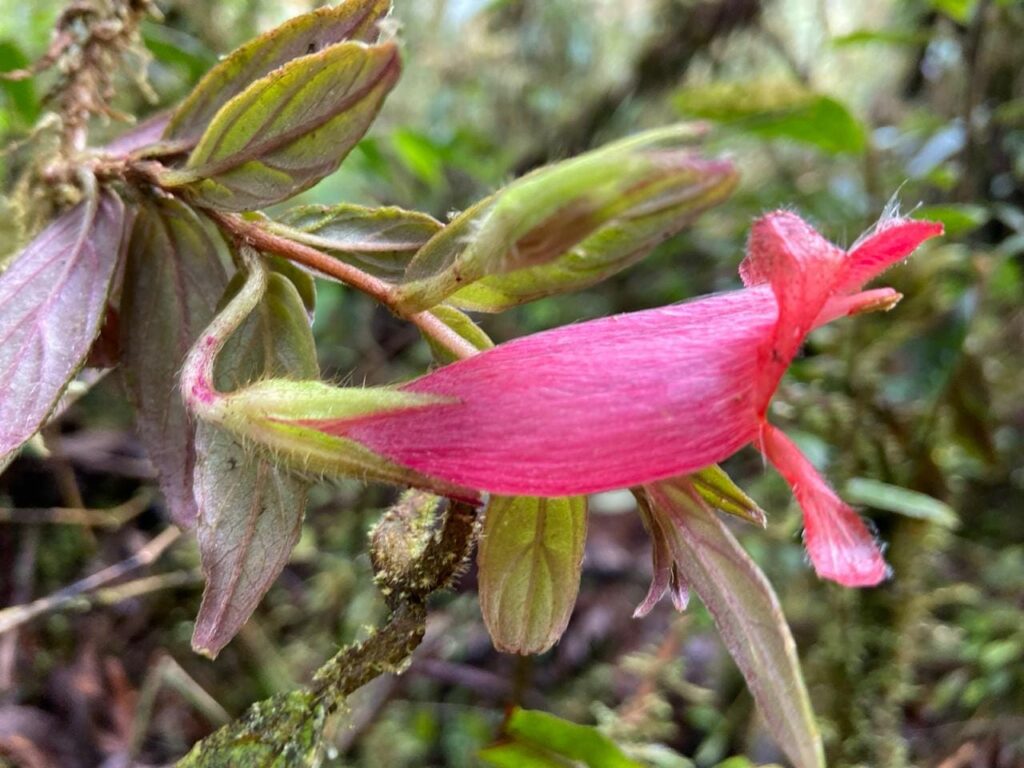 Columnea_conopurpurea-novataxa_2024-Clark__