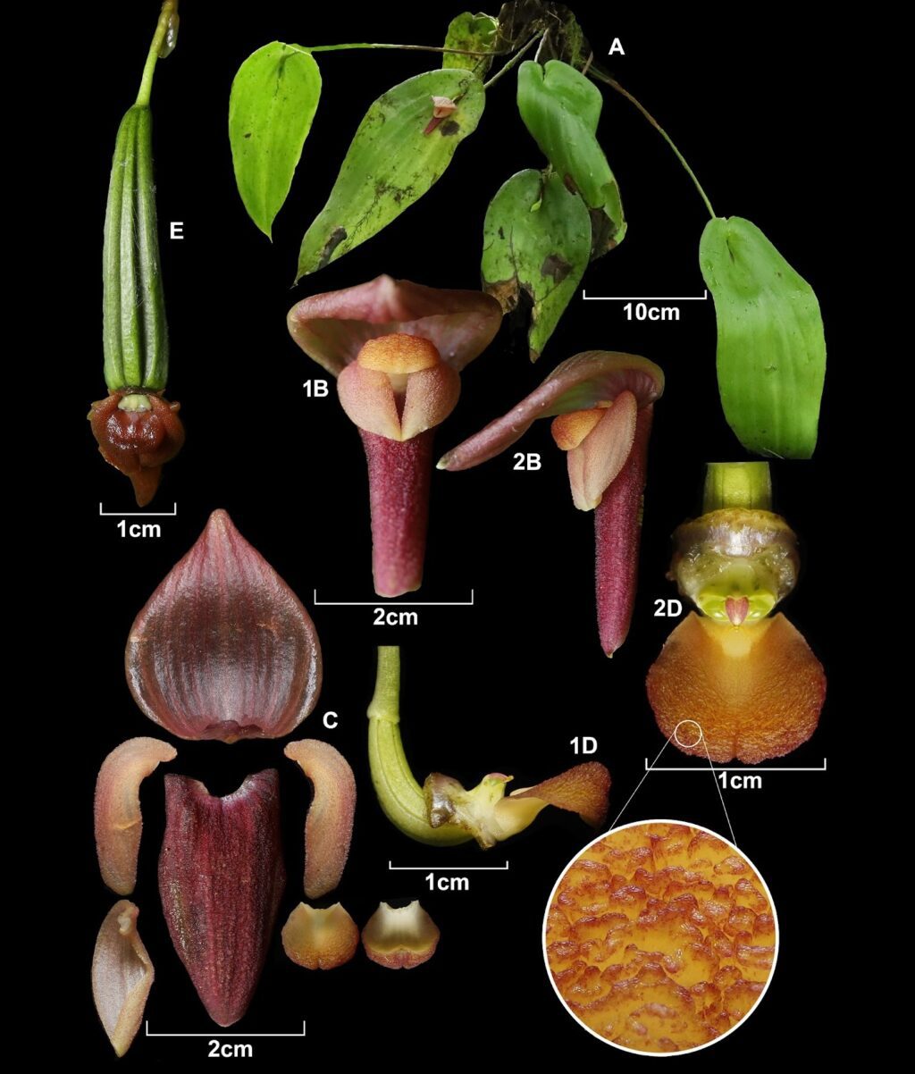 Pleurothallis_markgruinii-novataxa_2024-Baquero_Monteros