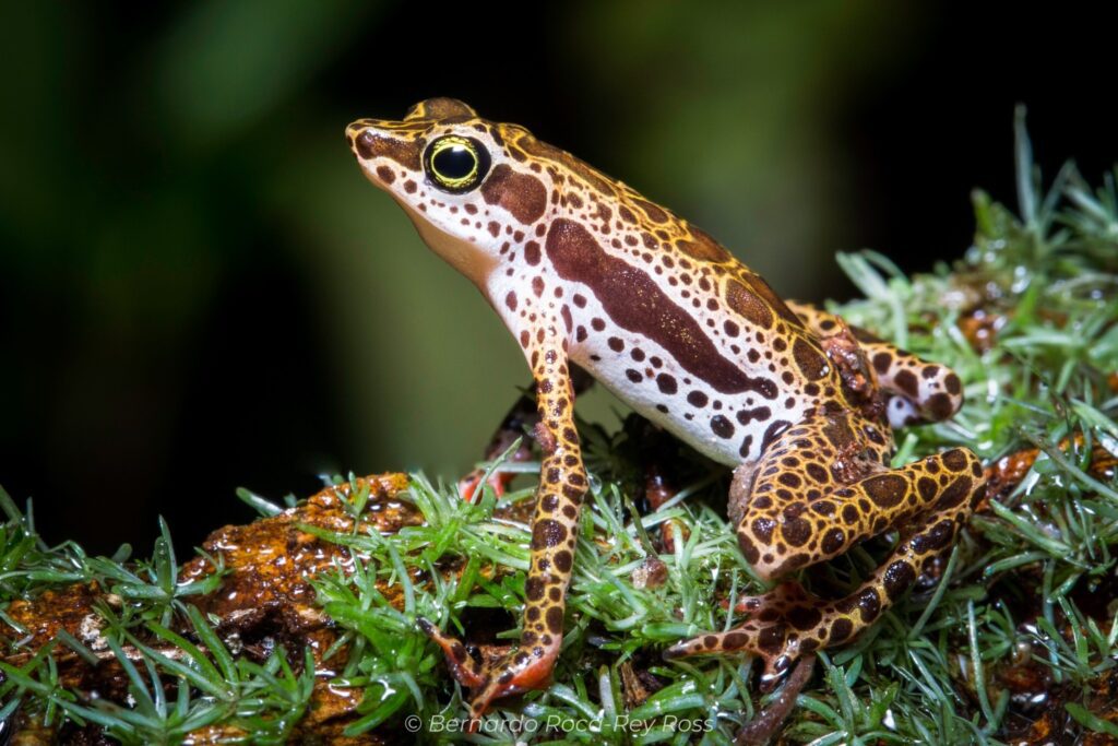 Atelopus arlequín @RocaReyBernardo