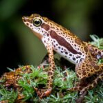 Atelopus histrionicus