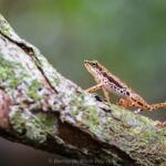 Por primera vez un ratón creado con dos padres y sin madre sobrevive hasta la edad adulta