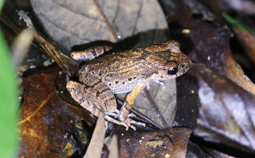 Leptobrachella_yongshunensis-novataxa_2025-Huang_Wu__
