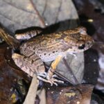 Scincella chengduensis