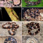 Scincella chengduensis