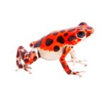 ¿Por qué los pulpos poseen diminutos cerebros en cada uno de sus tentáculos?