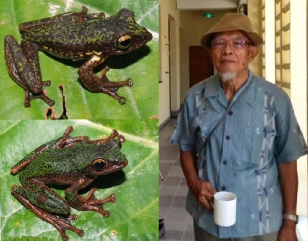 Rhacophorus_boeadii-novataxa_2025-HAMIDY_RIYANTO_MUNIR__@AmirHamidy78