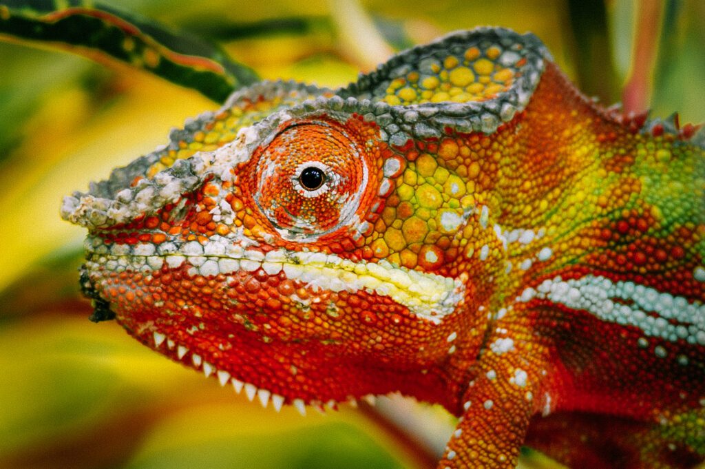 Can you see me now ? - Chameleon