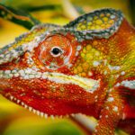 Descubre un anfibio que canta el folclor afrocolombiano y uno que se disfraza de verde Grinc