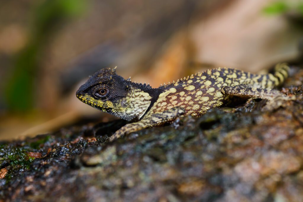 Acanthosaura phuketensis, Phuket horned tree agamid