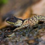 Baminornis zhenghensis, el ave de cola corta más antigua descubierta en China