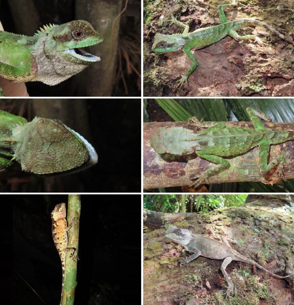 Acanthosaura_cuongi-novataxa_2025-Ngo_Le_Nguyen__