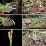 Hemiphyllodactylus laowozhenensis