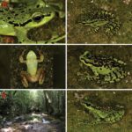 Descubren 17 nuevas especies para la ciencia y algunas son sorprendentes