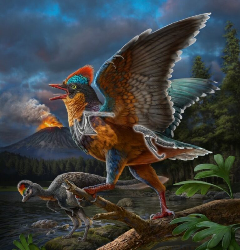 Baminornis_zhenghensis-novataxa_2025-Chen_Wang_Dong___paleoArt_ZHAO _Chuang