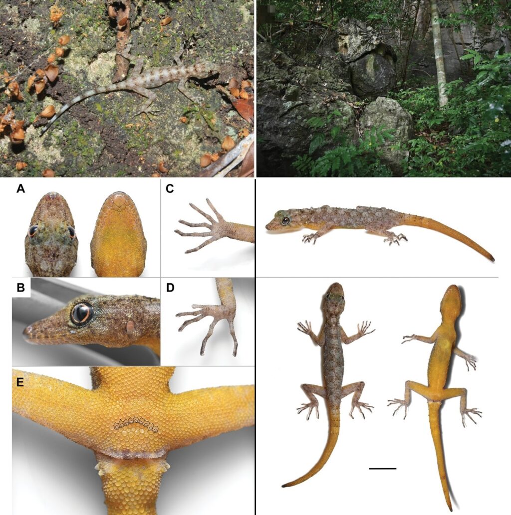 Cnemaspis_enneaporus-