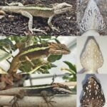 Diploderma_qiaojiaense-novataxa_2024-Liu_Hou_Rao