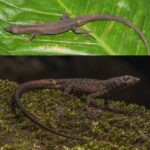 Diploderma qiaojiaense