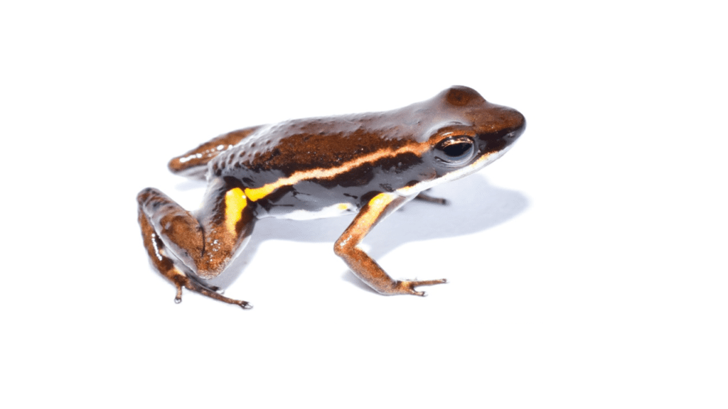 Epipedobates currulao