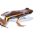 Baminornis zhenghensis, el ave de cola corta más antigua descubierta en China