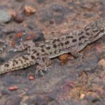 Leptophis mystacinus