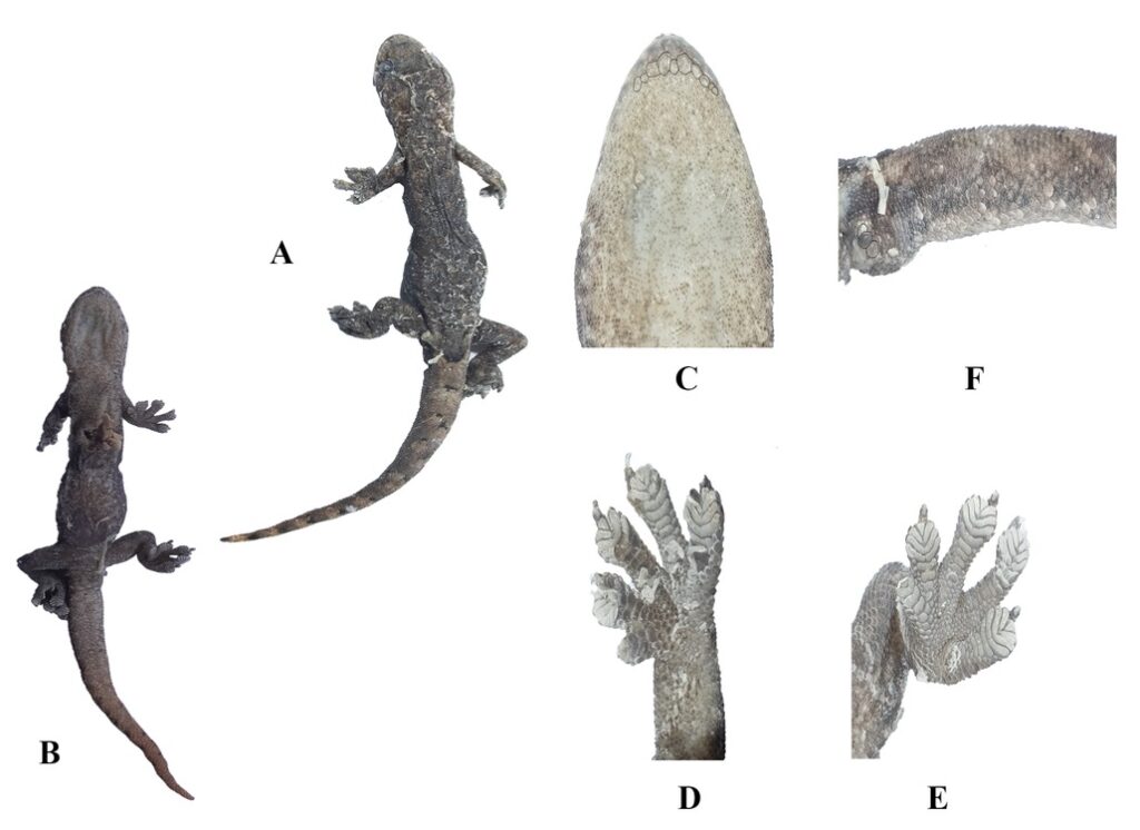 Hemiphyllodactylus_laowozhenensis. Zhou,Li,Wang