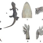 Descubren 17 nuevas especies para la ciencia y algunas son sorprendentes