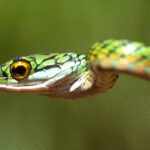 Este fue la primera especie de ave acuática que habito la tierra hace 69 millones de años