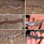 Describen 41 nuevas especies para la ciencia y algunas son increíbles