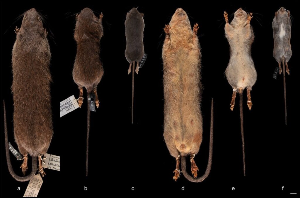 Rattus_halmaheraensis_R_obiensis-novataxa_2023-Fabre_Miguez_ (1)