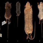 Rattus halmaheraensis