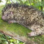 Boulenophrys youran. El sapo cornudo sereno de Nanshan (Hunan)