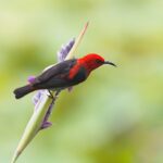 Descubren 38 nuevas especies, algunas son traslucidas y otras iridiscentes