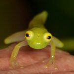 Descubren pirámide de 2.200 años de antigüedad y armas antiguas en el desierto de Judea