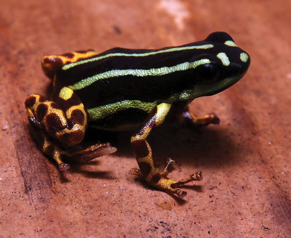 Tiny frog thats smaller than a penny discovered deep in jungle