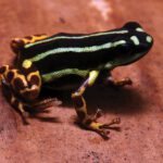 khankhuuluu mongoliensis, el monstruo de dos dedos que vivió en las estepas de Mongolia