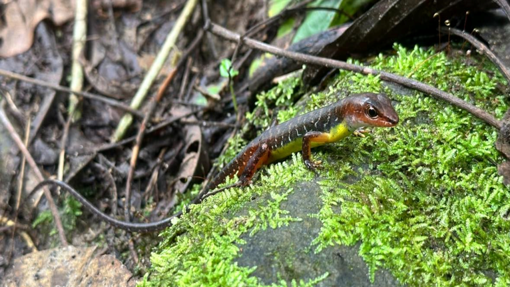 Sphenomorphus anomalopus - Pablo Sinovas