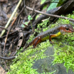 Descubren pirámide de 2.200 años de antigüedad y armas antiguas en el desierto de Judea
