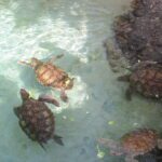 Cerro El Cono, la Misteriosa montaña piramidal en el corazón del Amazonas