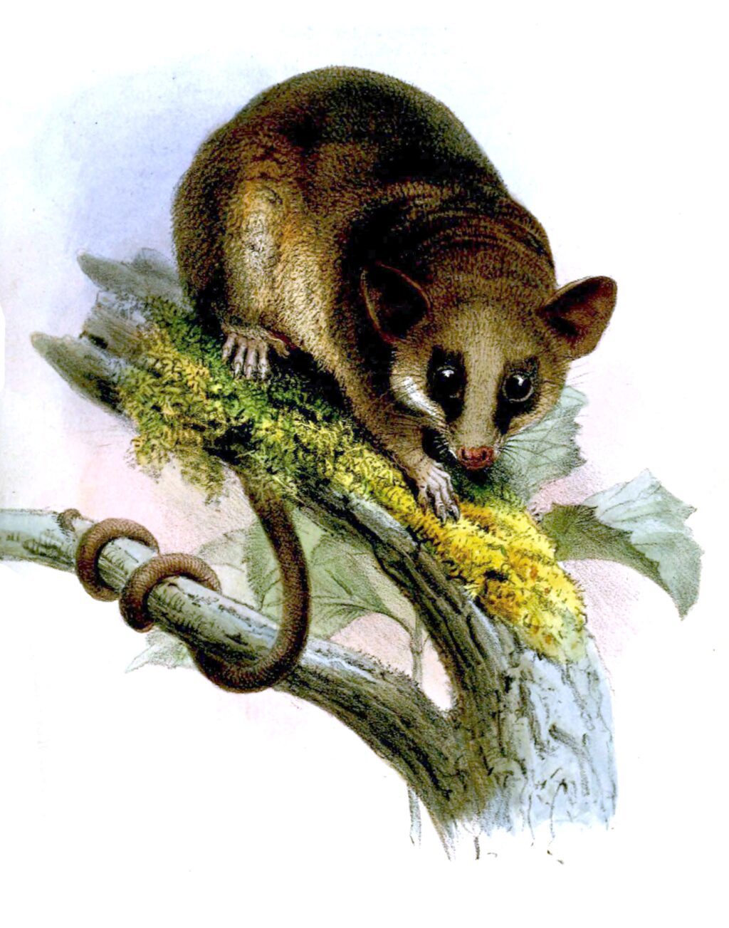 DidelphysWaterhousiiWolf