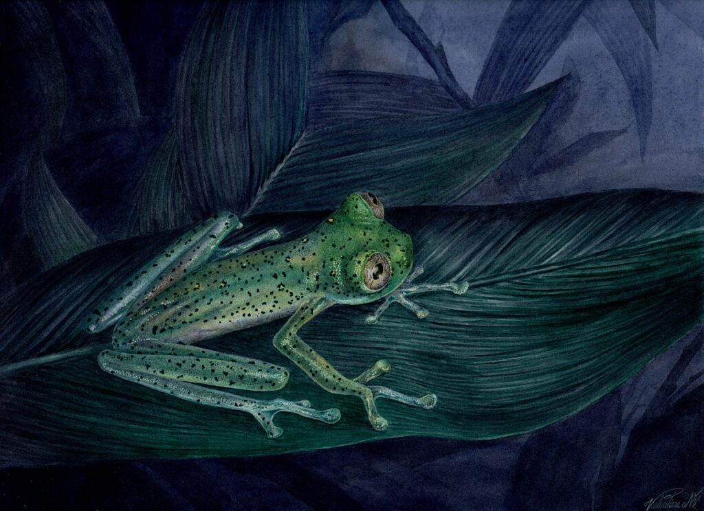 Nymphargus_viglei-novataxa_2025-Guayasamin_Franco-Mena__@JuanManuelGuayasamin--sciArt_V_N_Fernandez