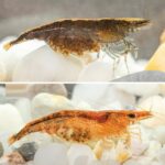 Tainrakuasuchus bellator, un nuevo guerrero prehistórico del Triásico Medio descubierto en en Brasil