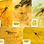 Descubren nueva especie de camarón enano de agua dulce en la cuenca media del Mekong