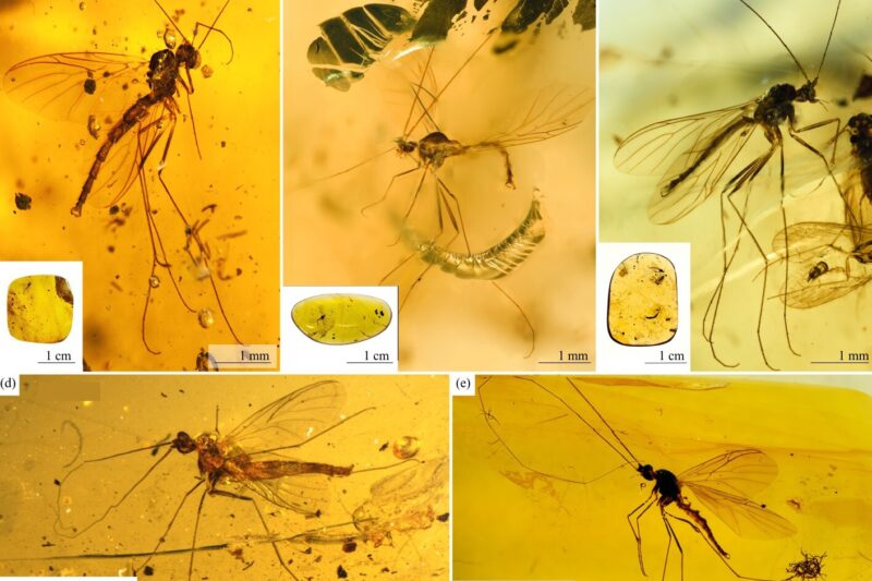 Descubren nuevas especies increíbles de insectos de antenas largas en el Ámbar Birmano