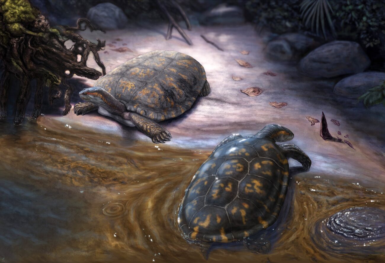 Reconstrucción paleoartística del podocnemídido Shakiremys colombiana gen. et sp. nov. y el ecosistema fluvial. Ilustración de Juan Giraldo.