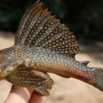 Tainrakuasuchus bellator, un nuevo guerrero prehistórico del Triásico Medio descubierto en en Brasil