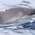 Descubren en Perú una estructura astronómica más antigua que Chankillo en Áncash