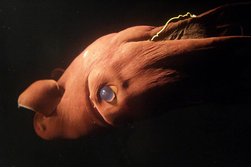 El misterioso calamar vampiro: un viajero del tiempo que reveló el origen de los cefalópodos